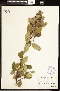 Frangula californica image