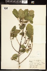 Frangula californica image