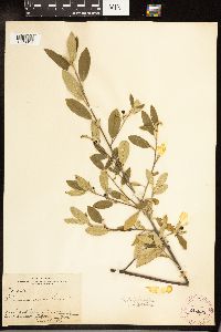 Frangula californica image