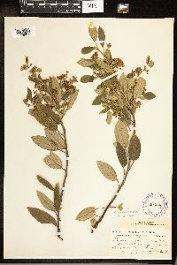 Frangula californica image