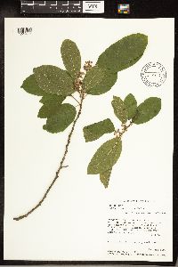 Media resource of Frangula caroliniana