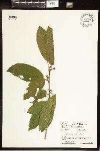 Frangula caroliniana image