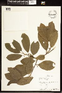 Frangula caroliniana image