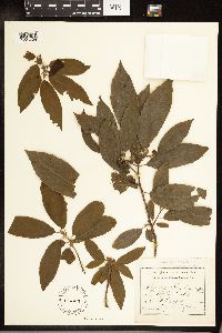 Frangula caroliniana image