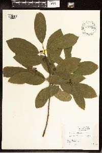 Frangula caroliniana image