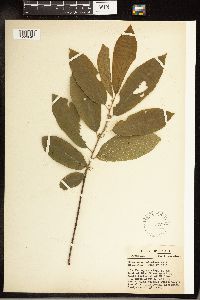 Frangula caroliniana image