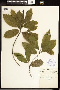 Frangula caroliniana image