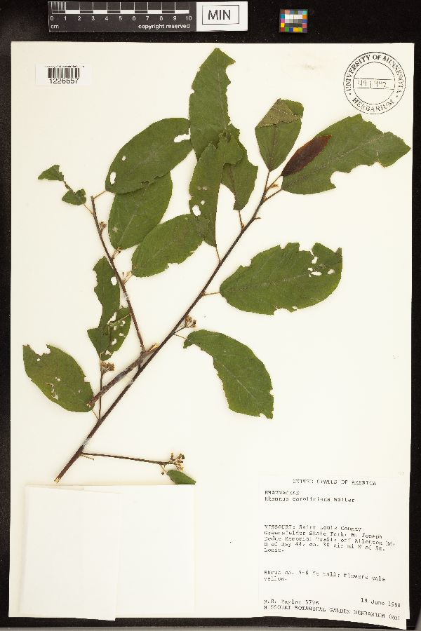 Frangula caroliniana image