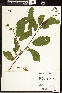 Image Associated With the Occurrence