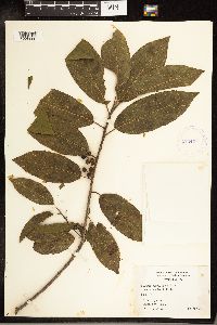 Frangula caroliniana image