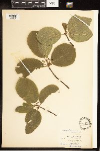 Frangula purshiana image