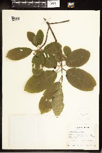 Frangula purshiana image