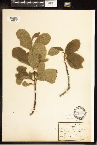 Frangula purshiana image