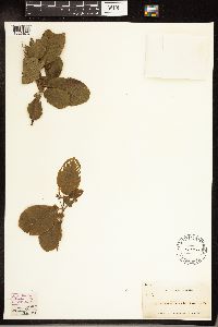 Frangula purshiana image