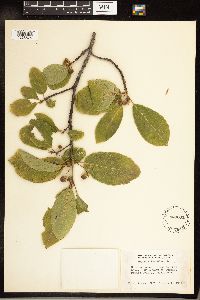 Frangula purshiana image