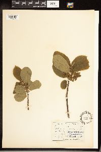 Frangula purshiana image