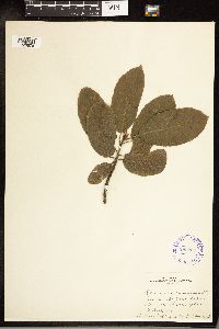 Frangula purshiana image