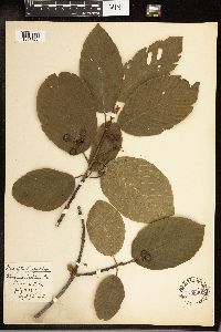 Frangula purshiana image