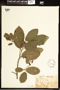 Frangula purshiana image