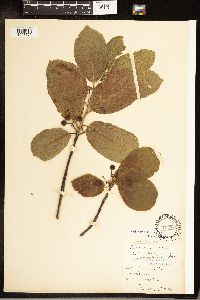 Frangula purshiana image