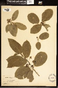 Frangula purshiana image