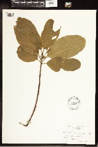 Frangula purshiana image