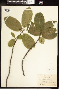 Frangula purshiana image