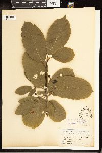 Frangula purshiana image