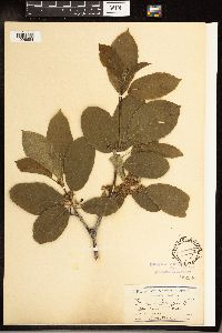 Frangula purshiana image