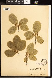 Frangula purshiana image