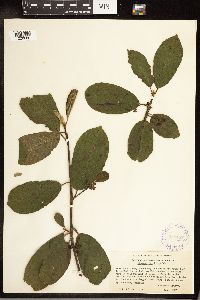 Frangula purshiana image