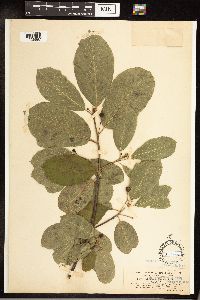 Frangula purshiana image