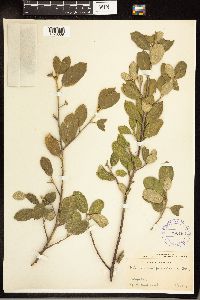 Frangula purshiana image