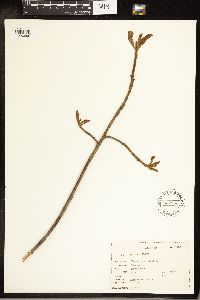 Frangula purshiana image