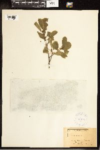 Frangula purshiana image