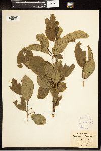 Frangula purshiana image