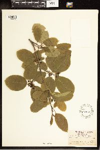 Frangula purshiana image