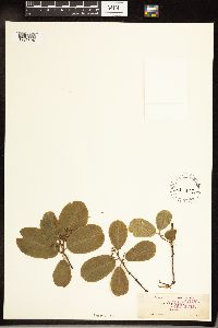 Frangula purshiana image