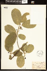 Frangula purshiana image