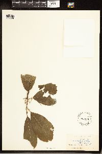 Frangula purshiana image