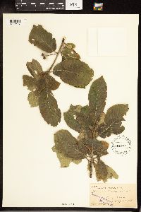 Frangula purshiana image