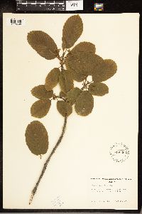 Frangula purshiana image