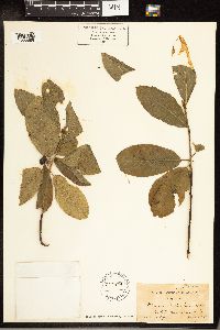 Frangula purshiana image