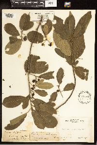 Frangula purshiana image