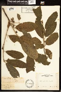 Frangula purshiana image