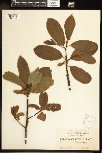 Frangula purshiana image