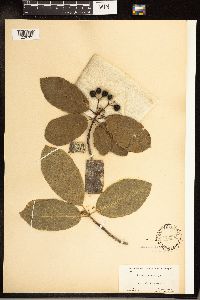 Image Associated With the Occurrence