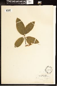 Frangula purshiana image