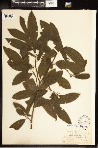 Frangula purshiana image