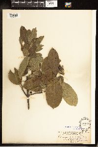 Frangula purshiana image